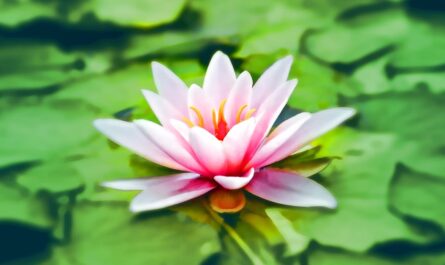 découvrez les bienfaits de la méditation pour apaiser votre esprit et améliorer votre bien-être. apprenez différentes techniques de méditation pour réduire le stress, favoriser la concentration et cultiver la pleine conscience dans votre vie quotidienne.