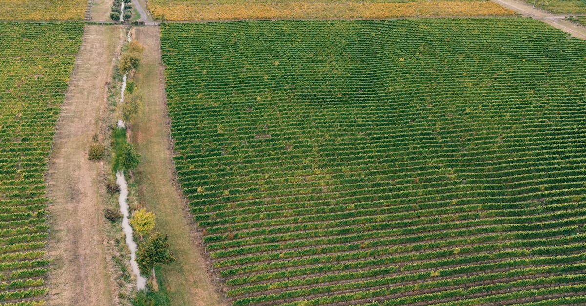 découvrez des solutions éco-responsables pour un mode de vie durable. adoptez des pratiques respectueuses de l’environnement et contribuez à la protection de notre planète grâce à des astuces et des produits éco-friendly.