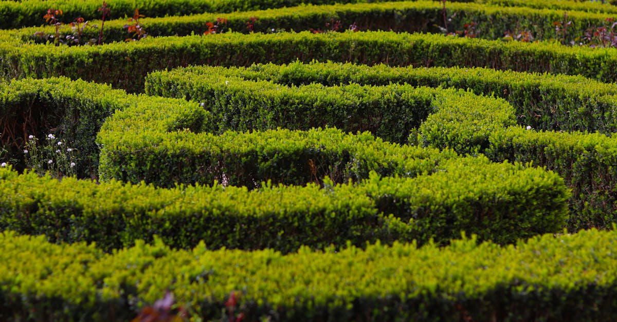 découvrez des produits et pratiques éco-responsables qui préservent notre planète. adoptez un mode de vie durable avec des solutions respectueuses de l'environnement pour un futur meilleur.