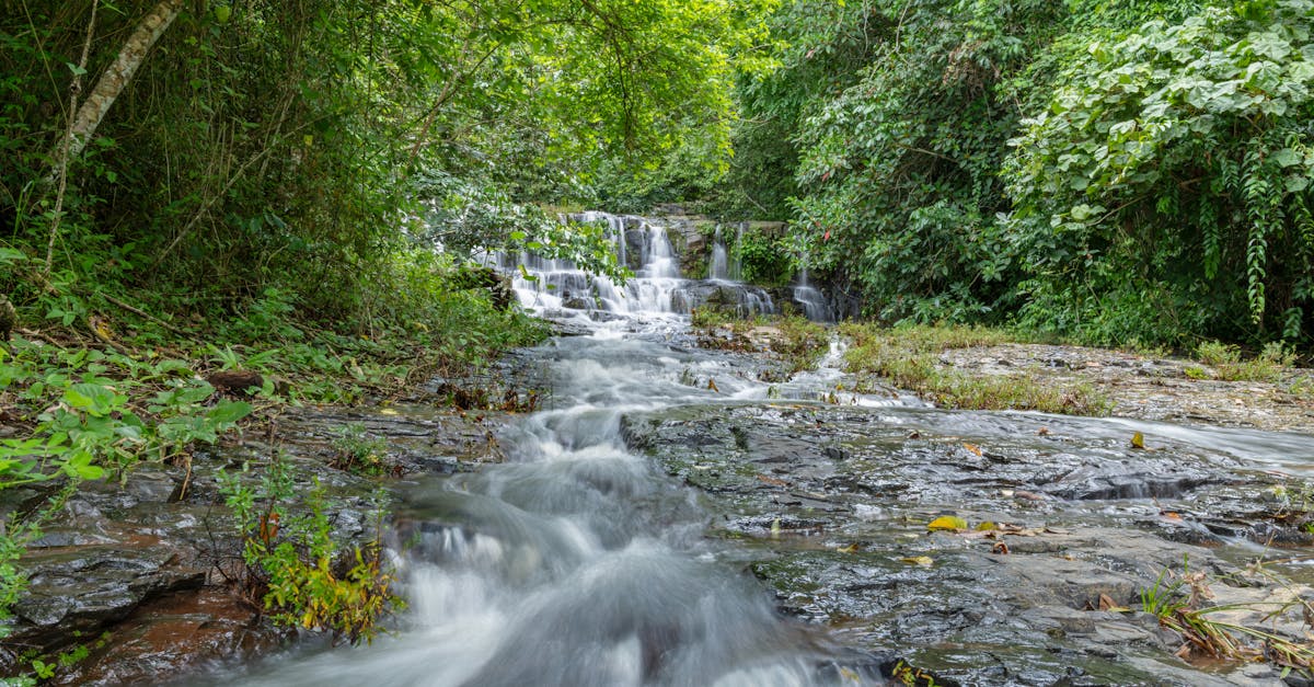 découvrez l'importance de la conservation de l'environnement pour préserver notre planète. apprenez des stratégies durables, des initiatives écologiques et des actions concrètes pour protéger la biodiversité et lutter contre le changement climatique.