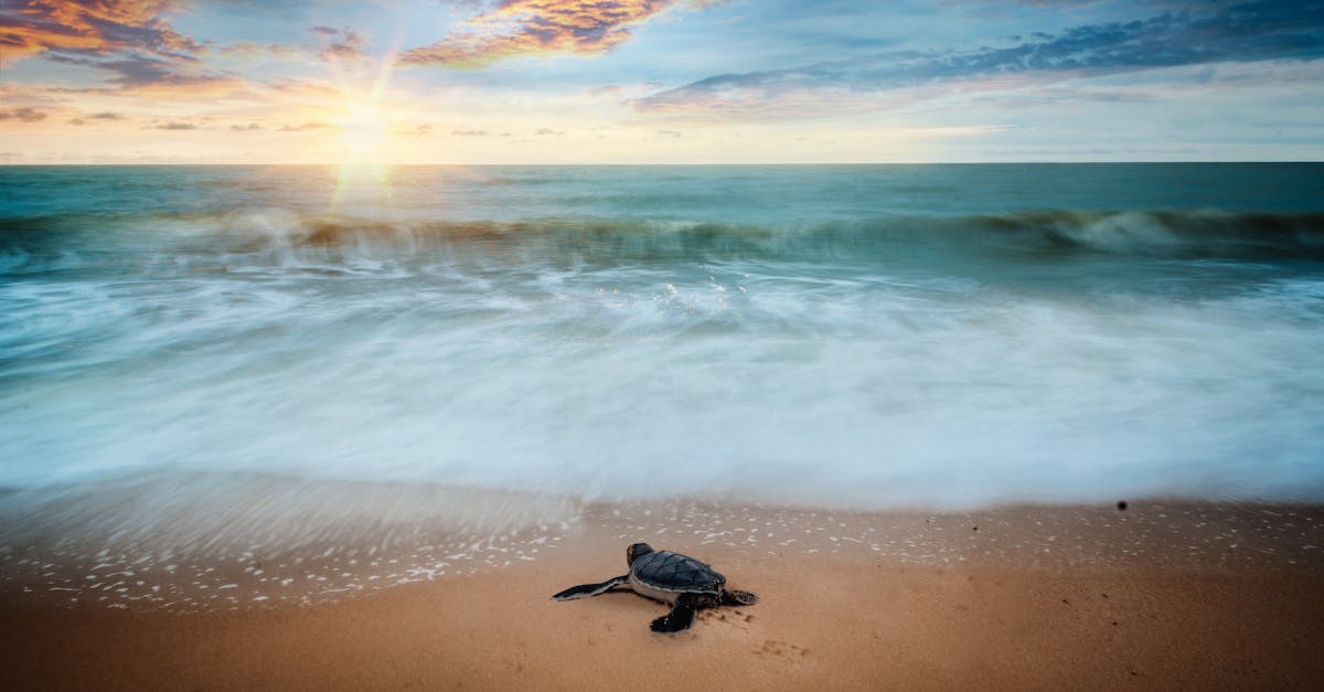 découvrez l'importance de la conservation de l'environnement, ses enjeux cruciaux pour notre planète et les actions que chacun peut entreprendre pour protéger la biodiversité et réduire notre empreinte écologique. engageons-nous ensemble pour un avenir durable.