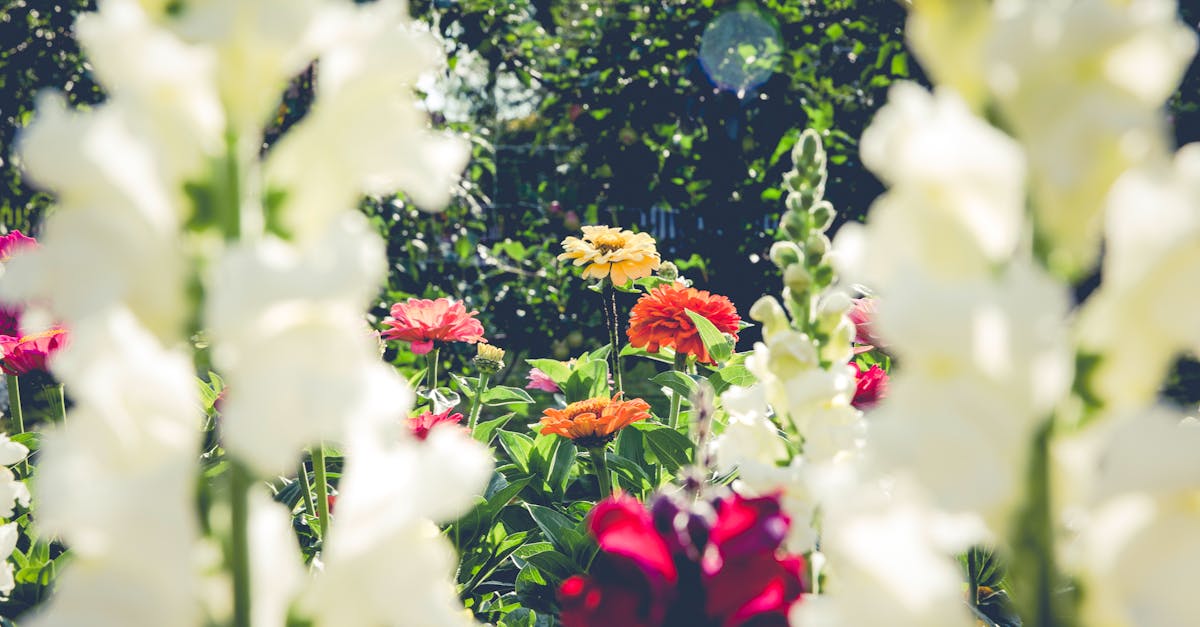 découvrez l'art du jardinage avec nos conseils pratiques, astuces et guides pour cultiver des plantes, entretenir votre jardin et profiter d'un espace vert épanouissant. que vous soyez débutant ou jardinier aguerri, trouvez l'inspiration pour créer votre oasis de verdure.