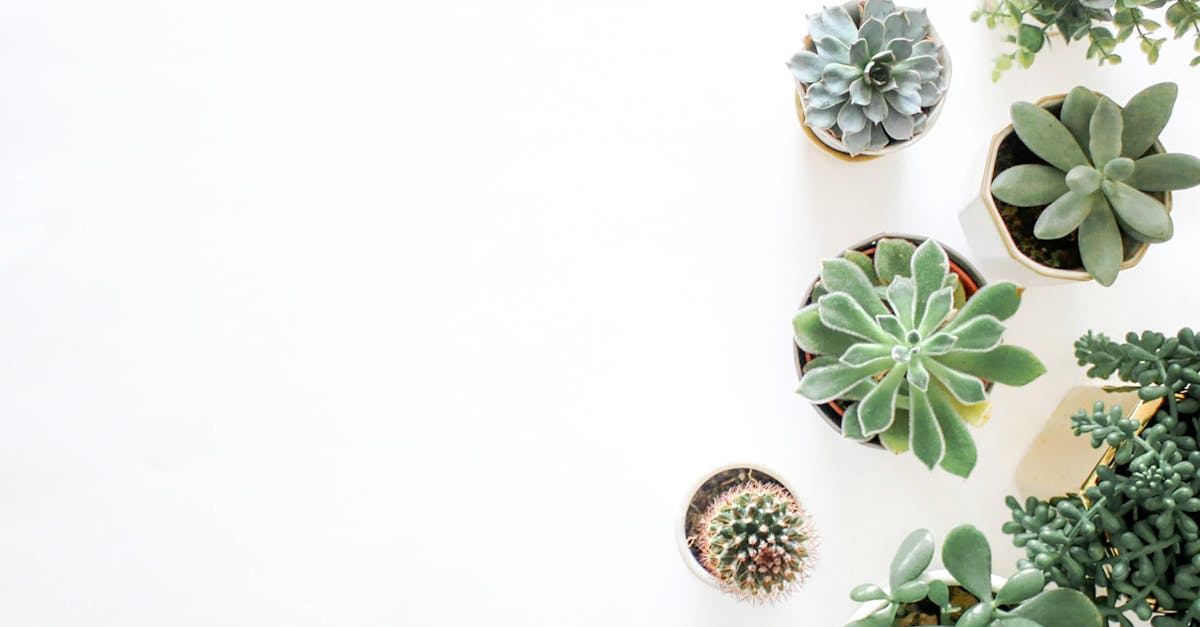 découvrez l'univers du décor avec des idées inspirantes, des tendances actuelles et des conseils pratiques pour transformer votre espace. créez une ambiance unique et chaleureuse qui reflète votre personnalité grâce à notre guide complet sur le décor.