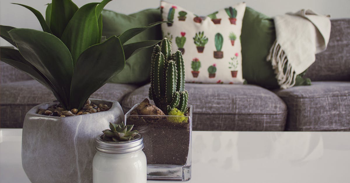 découvrez des idées inspirantes pour décorer votre intérieur avec style. plantes, couleurs, et accessoires tendance pour transformer votre espace en un havre de paix.