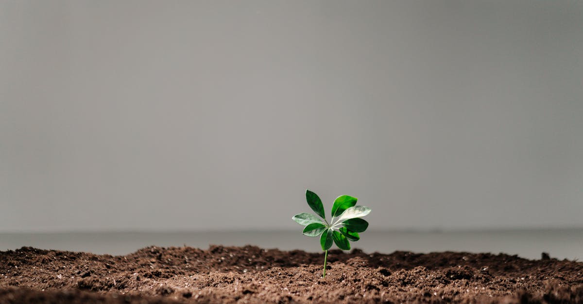 découvrez comment stimuler la croissance organique de votre entreprise grâce à des stratégies efficaces et durables, adaptées à vos objectifs. boostez votre visibilité, améliorez votre engagement client et atteignez des résultats durables en misant sur le marketing authentique.