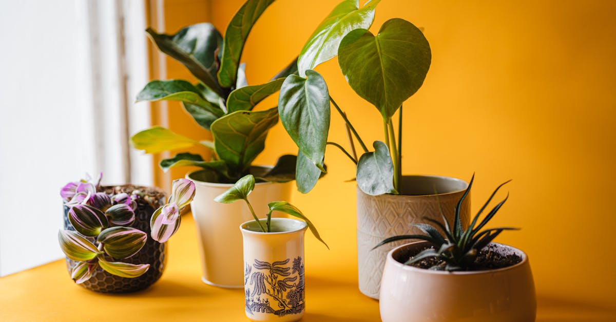 découvrez l'urban gardening, une pratique qui transforme les espaces urbains en jardins florissants. apprenez à cultiver des plantes, légumes et herbes en pleine ville, tout en contribuant à la biodiversité et à la durabilité de votre environnement.