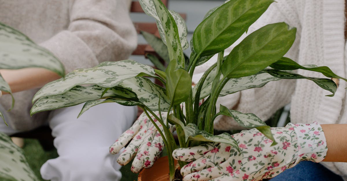 découvrez l'art du jardinage urbain : cultivez des plantes, des herbes et des légumes dans votre ville pour un mode de vie durable et écoresponsable. apprenez des astuces pratiques pour transformer votre balcon ou votre terrasse en un véritable havre de verdure.