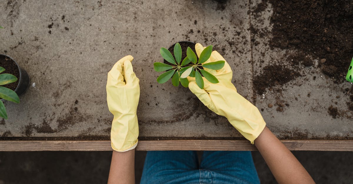 découvrez l'art du jardinage urbain : des conseils pratiques pour cultiver des plantes, fleurs et légumes dans les espaces restreints de votre ville. transformez votre balcon ou votre toit en un havre de paix verdoyant tout en contribuant à l'environnement.