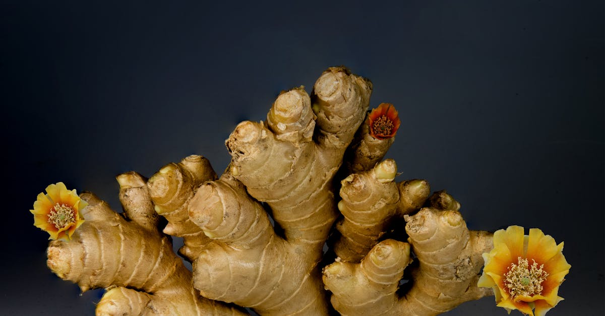 découvrez les bienfaits de la médecine naturelle pour votre santé et votre bien-être. explorez des remèdes à base de plantes, des thérapies alternatives et des pratiques holistiques qui favorisent une approche douce et efficace de la guérison.