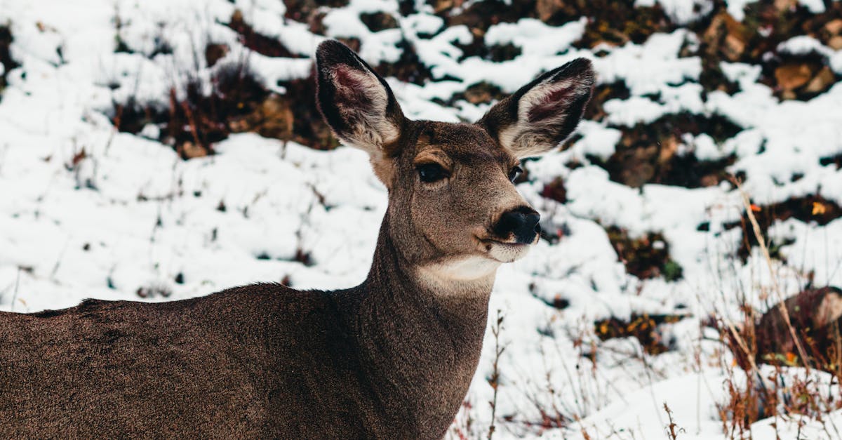 découvrez l'émerveillement des parcs naturels, des havres de paix où la beauté de la nature s'épanouit. explorez des paysages époustouflants, une faune exceptionnelle et des activités de plein air pour toute la famille. plongez dans l'aventure et préservez notre environnement !