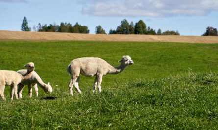découvrez l'univers des textiles durables : des matériaux respectueux de l'environnement, des pratiques éthiques et des innovations qui allient mode et écologie. transformez votre consommation avec des choix responsables pour un avenir plus vert.