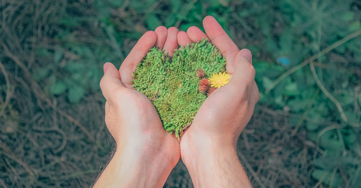 découvrez l'importance de la durabilité et comment elle transforme notre rapport à l'environnement. explorez des stratégies innovantes pour un avenir plus responsable et respectueux des ressources naturelles.
