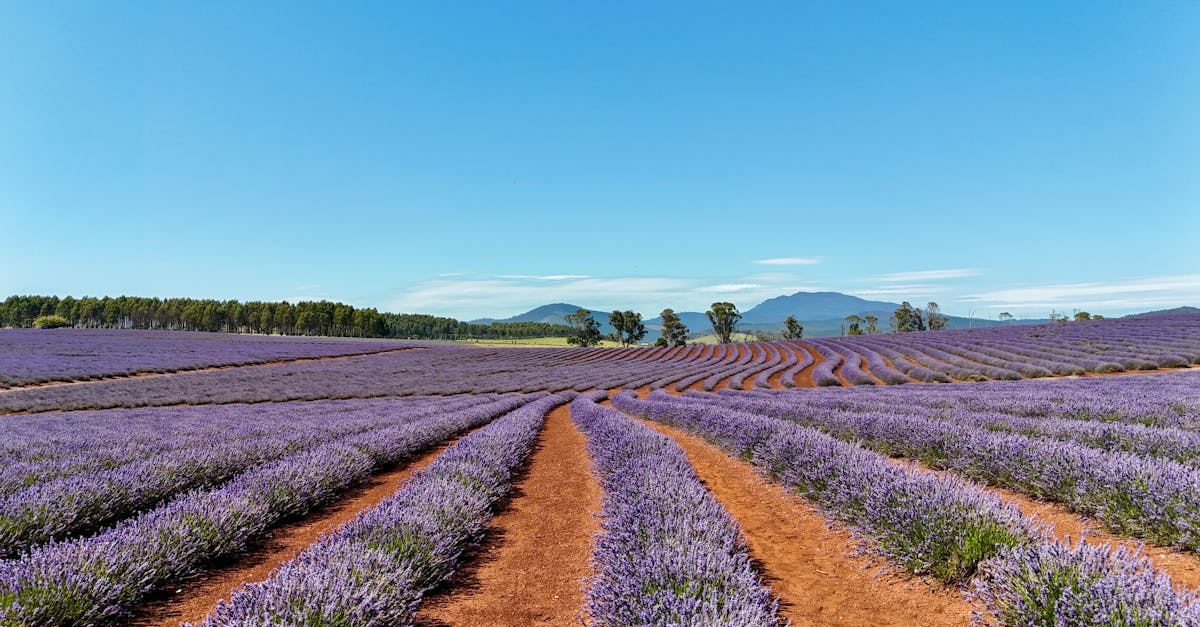 découvrez aroma-zone, votre boutique en ligne spécialiste des huiles essentielles, cosmétiques naturels et ingrédients diy pour créer vos soins de beauté sur-mesure. produits naturels, conseils et recettes pour une routine saine.