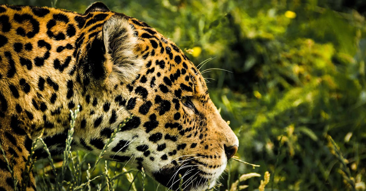 découvrez tout ce qu'il faut savoir sur amazon fba : guide complet, avantages, conseils et stratégies pour optimiser votre vente en ligne avec fulfillment by amazon.