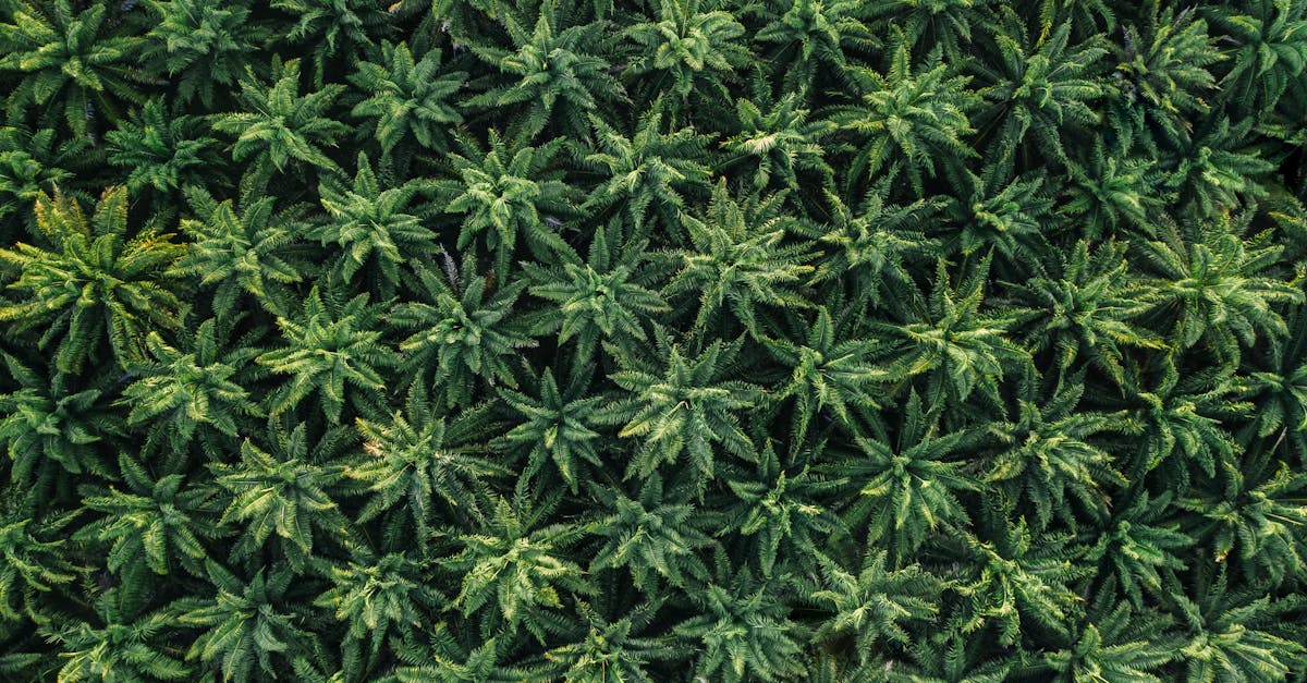 découvrez tout ce qu'il faut savoir sur amazon fba : guide complet pour vendre efficacement grâce à la logistique d'amazon, conseils et astuces pour optimiser vos ventes en ligne.