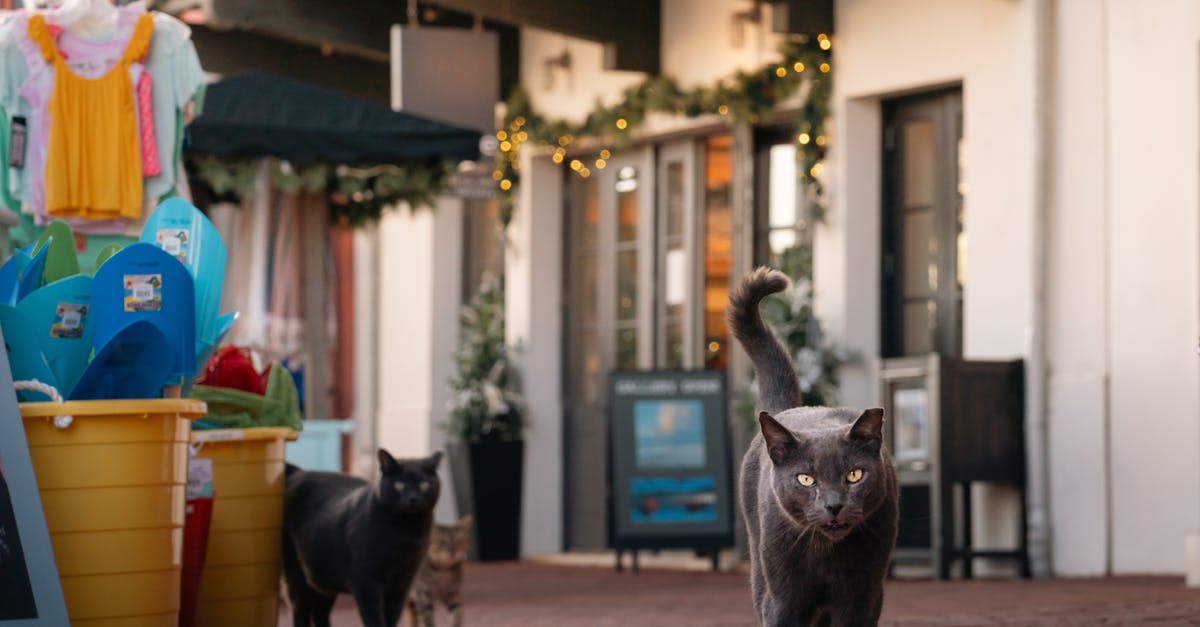 découvrez la boutique officielle de l'aviron bayonnais : équipements, vêtements et accessoires pour tous les supporters du club basque.