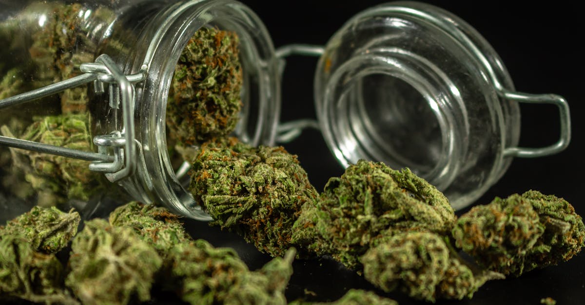 découvrez nos boutiques spécialisées en cbd proposant une large gamme de produits de qualité pour votre bien-être. explorez nos sélections de fleurs, huiles, et accessoires cbd.