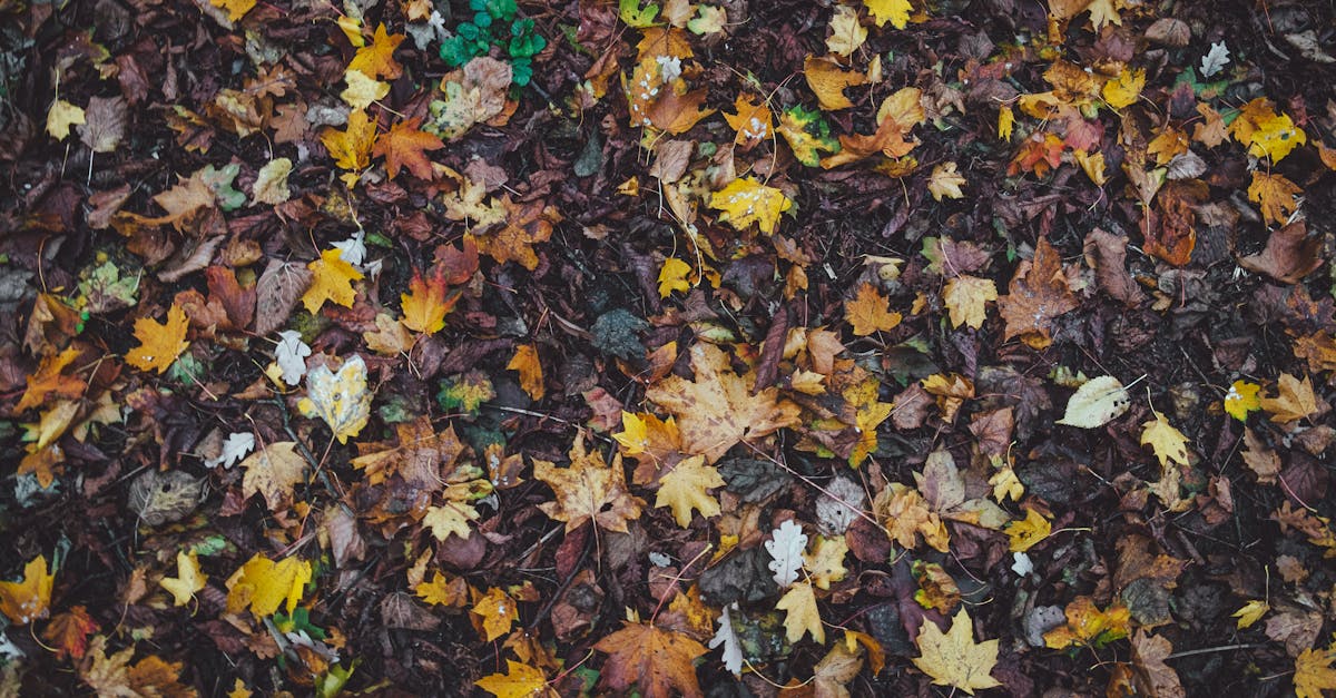 découvrez les boutiques orange à paris pour profiter des dernières offres mobiles, smartphones et services internet avec un accueil personnalisé.