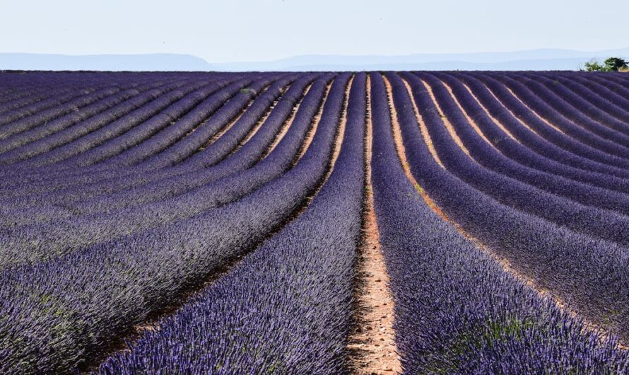 Tout savoir sur la boutique Aroma Zone à Marseille : avis, conseils et offres