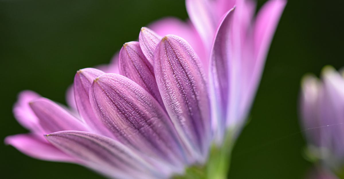 découvrez la boutique violette à lille, votre destination incontournable pour des articles uniques, tendances et de qualité. livraison rapide et service personnalisé.