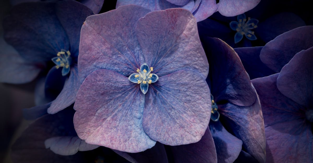 découvrez boutique violette à lille, votre destination incontournable pour des vêtements tendance et accessoires uniques. profitez d’un shopping de qualité au cœur de lille.