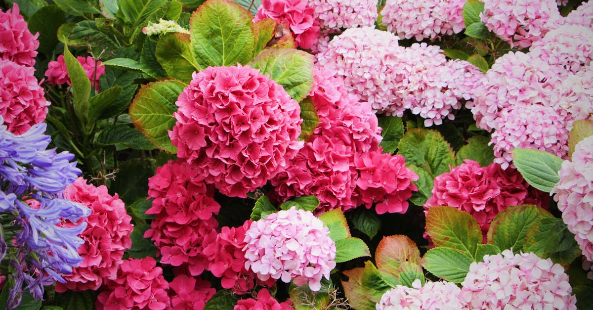 découvrez nos magnifiques arrangements floraux, parfaits pour toutes les occasions. fraîcheur et élégance garanties avec nos compositions uniques.