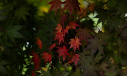 découvrez la boutique officielle du fc barcelone : maillots, accessoires et souvenirs pour tous les fans du barça.