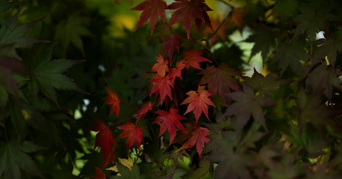 découvrez la boutique officielle du fc barcelone : maillots, accessoires et souvenirs pour tous les fans du barça.