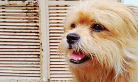 découvrez les meilleurs volets pour votre maison : qualité, design et protection garantis. trouvez les volets parfaits adaptés à vos besoins.