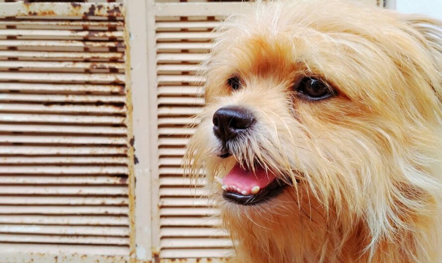 Comment choisir les meilleurs volets pour votre maison : conseils et astuces boutique du volet