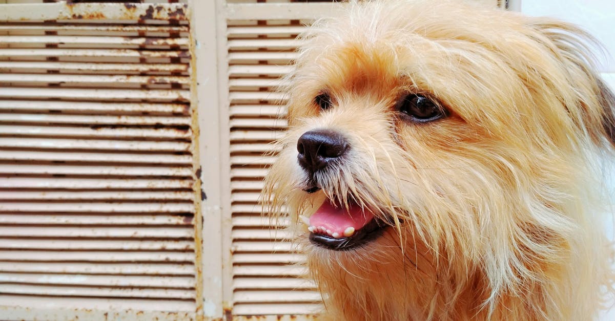 découvrez les meilleurs volets pour votre maison : qualité, design et protection garantis. trouvez les volets parfaits adaptés à vos besoins.