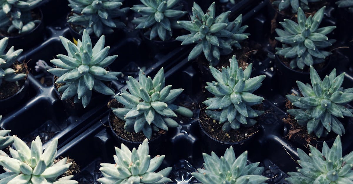 découvrez little shop of horrors, une comédie musicale culte mêlant humour et horreur, où une plante carnivore au caractère bien trempé bouleverse la vie d'un fleuriste maladroit.