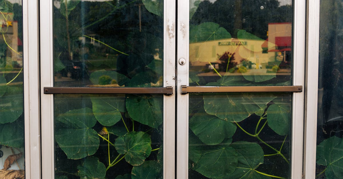 découvrez 'little shop of horrors', une comédie musicale culte mêlant humour, horreur et musique entraînante. suivez l'histoire d'une plante carnivore aux ambitions dévorantes dans un spectacle inoubliable.