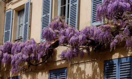 savourez l'authenticité de marseille avec notre savon traditionnel, fabriqué selon des méthodes artisanales pour une peau douce et naturellement protégée.