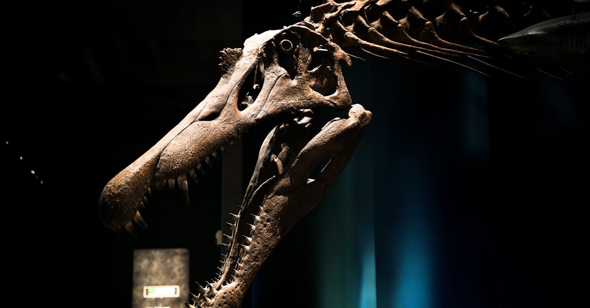 découvrez notre boutique de musée, offrant une sélection unique de souvenirs, livres, objets d'art et cadeaux inspirés par nos expositions. parfait pour ramener un morceau de culture chez vous.