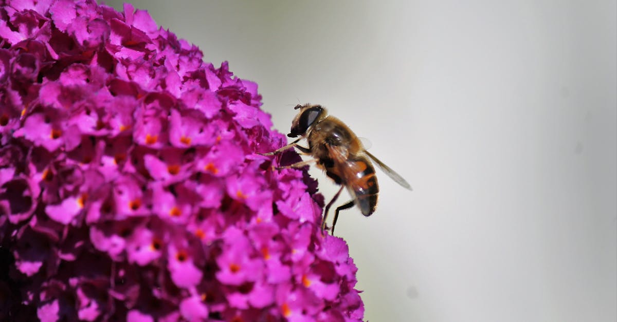 découvrez le nike store à villeneuve d'ascq : votre destination incontournable pour les dernières collections de chaussures, vêtements et accessoires nike. profitez des offres exclusives et d'un service de qualité.