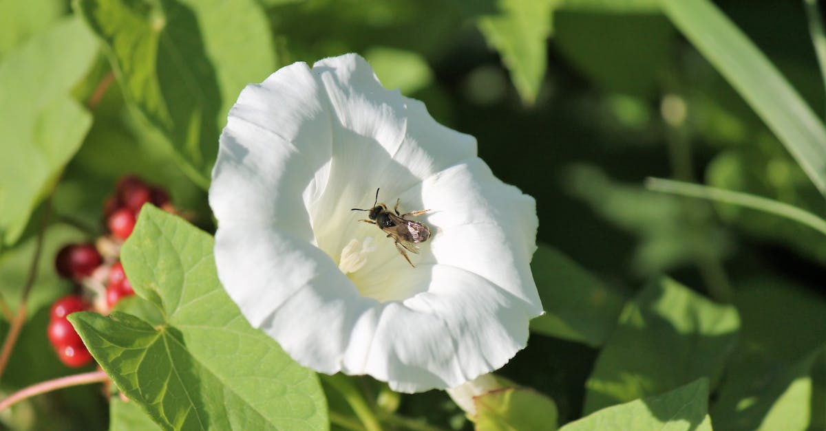 découvrez la boutique nike à villeneuve-d'ascq pour toutes vos chaussures, vêtements et accessoires de sport. profitez des dernières nouveautés et offres exclusives près de chez vous.