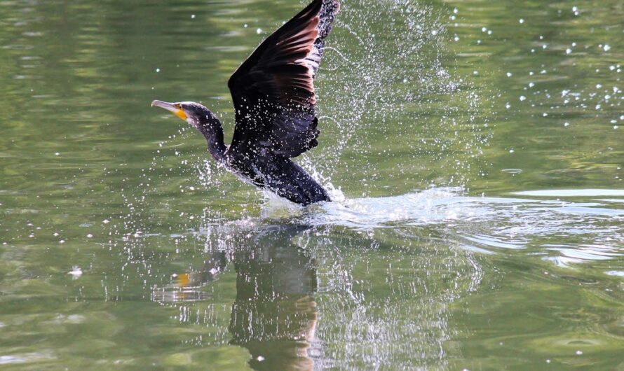 Tout savoir sur la boutique Nike de Villeneuve d&rsquo;Ascq : expérience, produits et services