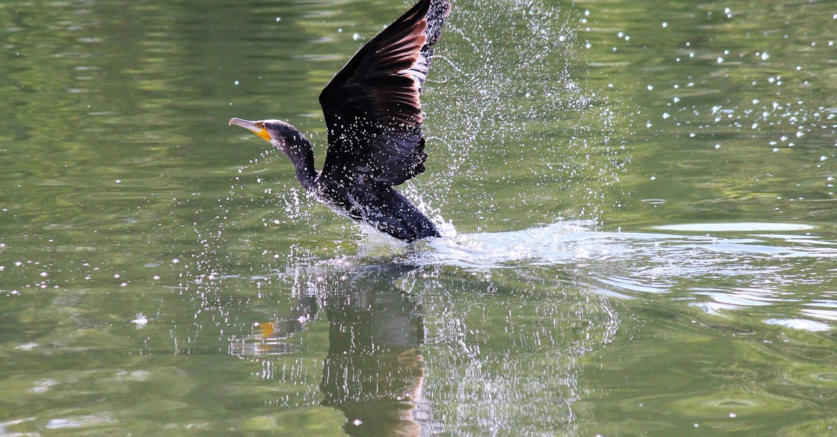 découvrez le nike store à villeneuve d'ascq : toute la gamme de chaussures, vêtements et accessoires nike pour allier style et performance.